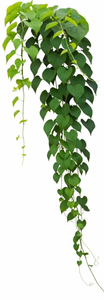 Green Vine covered in leaves