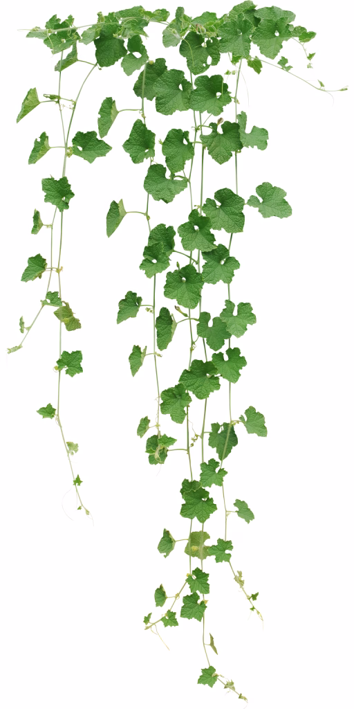 Green vine covered in leaves